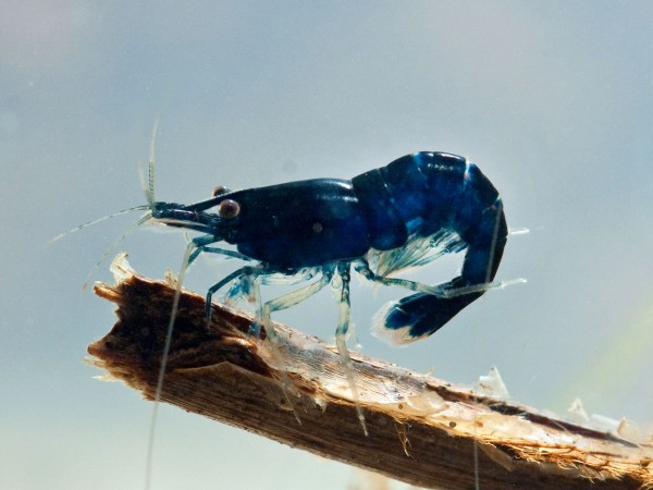 Neocaridina davidi var. Blue Sapphire - Neocaridina davidi var. Blue Sapphire