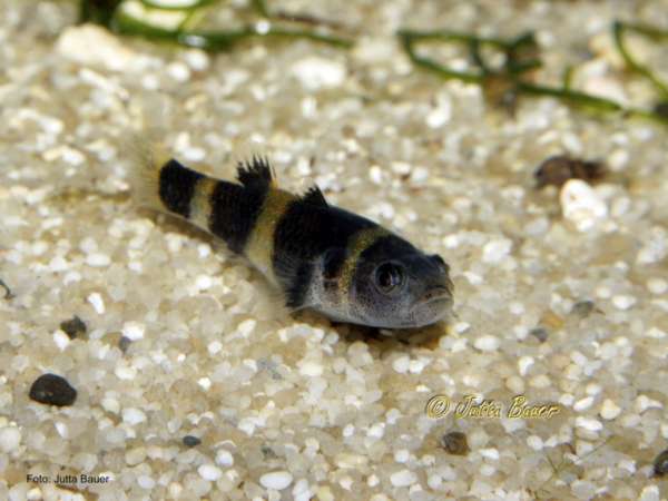 Brachygobius doriae 