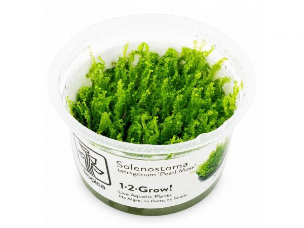Solenostoma tetragonum 'Pearl Moss' 1-2-Grow!