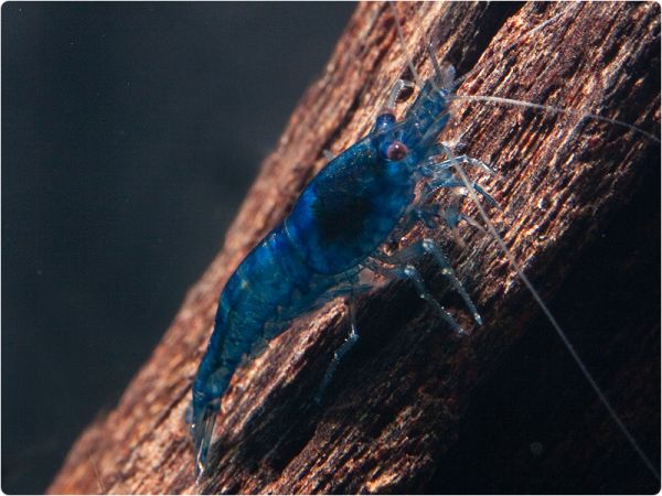 Blue Dream (Blue Diamond) Zwerggarnele