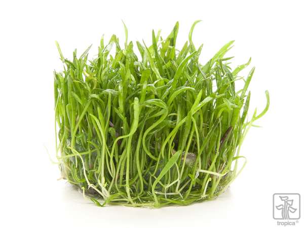 Brasilianische Graspflanze, Neuseelandgras - Lilaeopsis brasiliensis