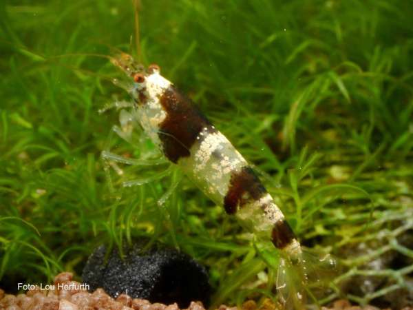 Die Wangenfleckgarnele (New Bee II) - Caridina venusta (tumida)