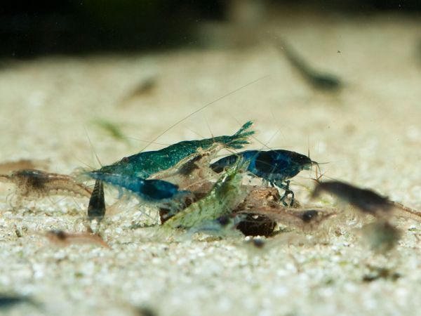 Neocaridina Garnelen-Mix, 10er-Gruppe