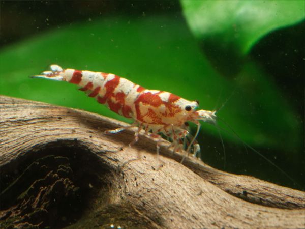 Red Fancy Tiger Zwerggarnele im Aquarium