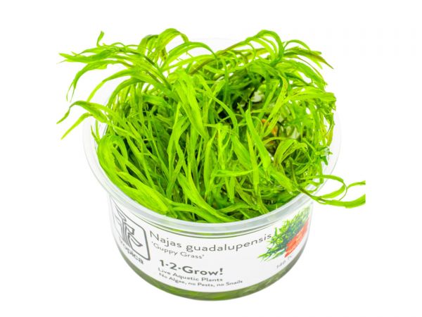 Najas guadalupensis 'Guppy Grass' 1-2-Grow!