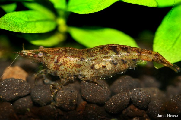 Neocaridina davidi - Neocaridina davidi Bouvier, 1904