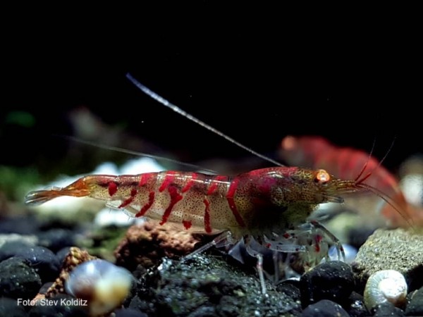 Rote Tigergarnele Orange Eyes (OE) - Caridina mariae