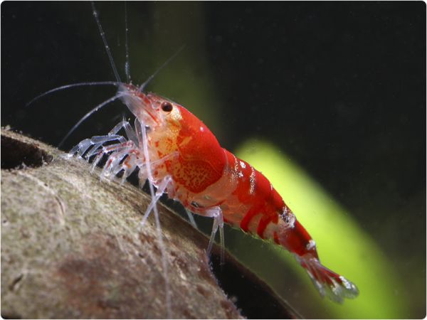 Crystal Red / Red Bee - K0