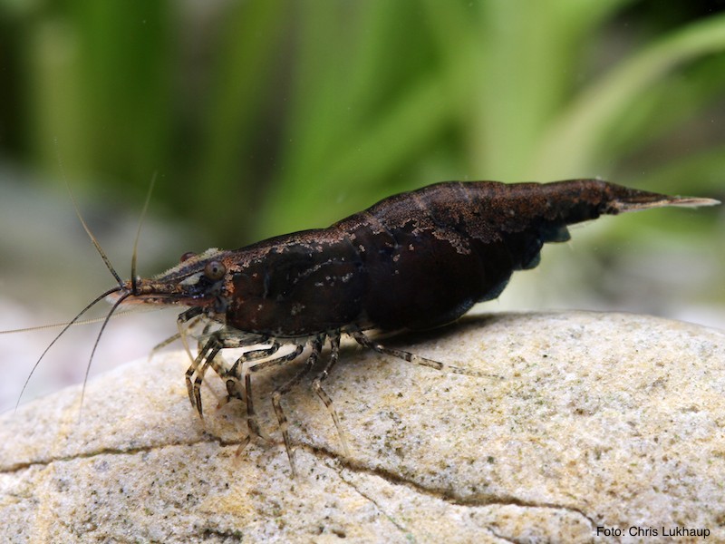 Neocaridina davidi - Black Sakura