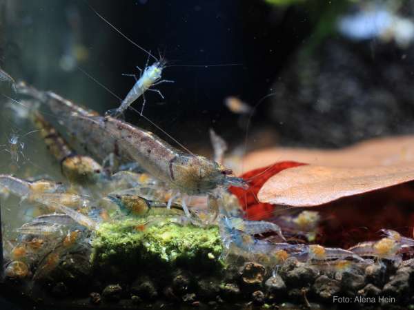 Stardust - Caridina serrata