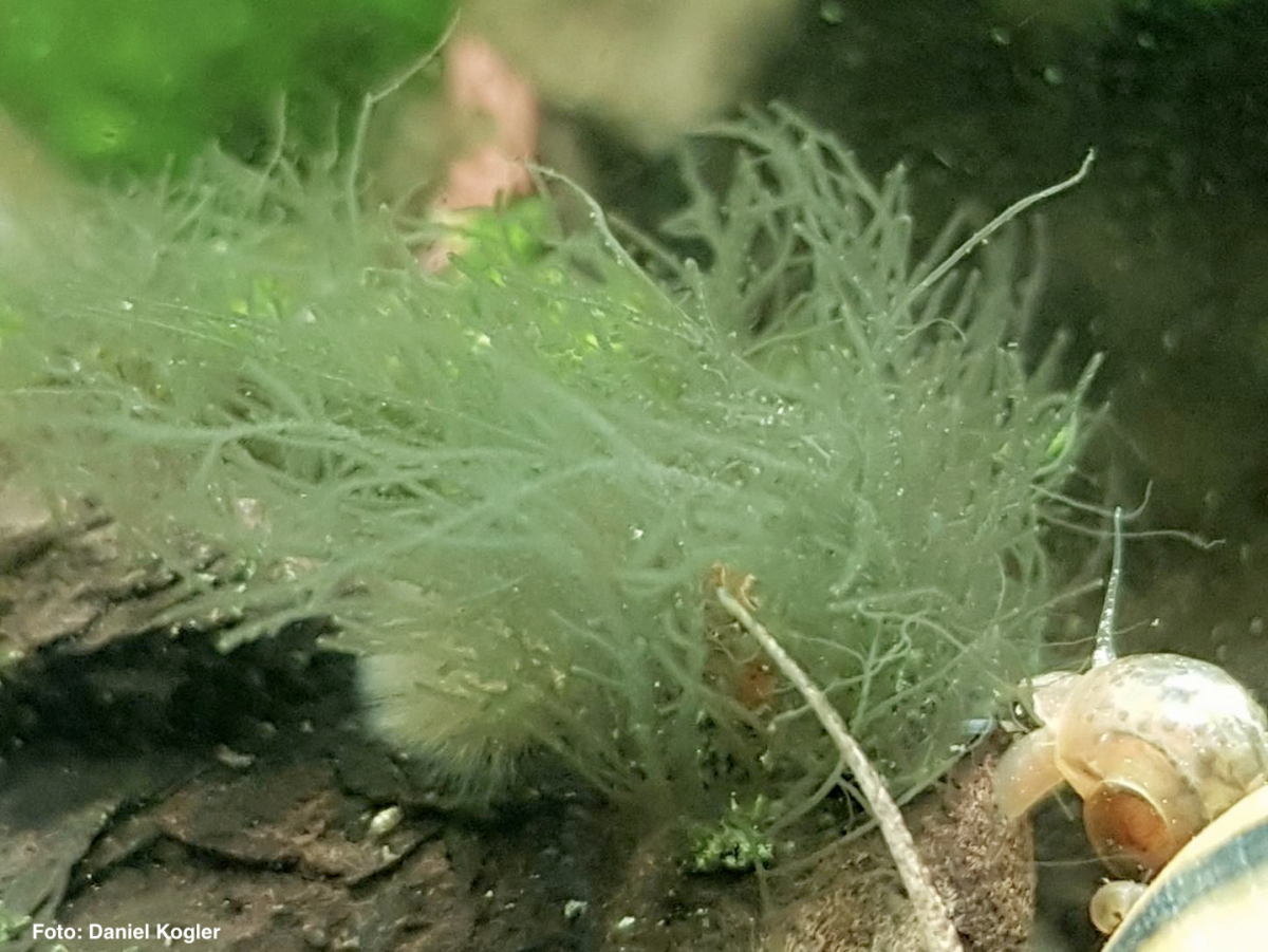 Bartalgen im Aquarium Compsopogon sp. WIKI