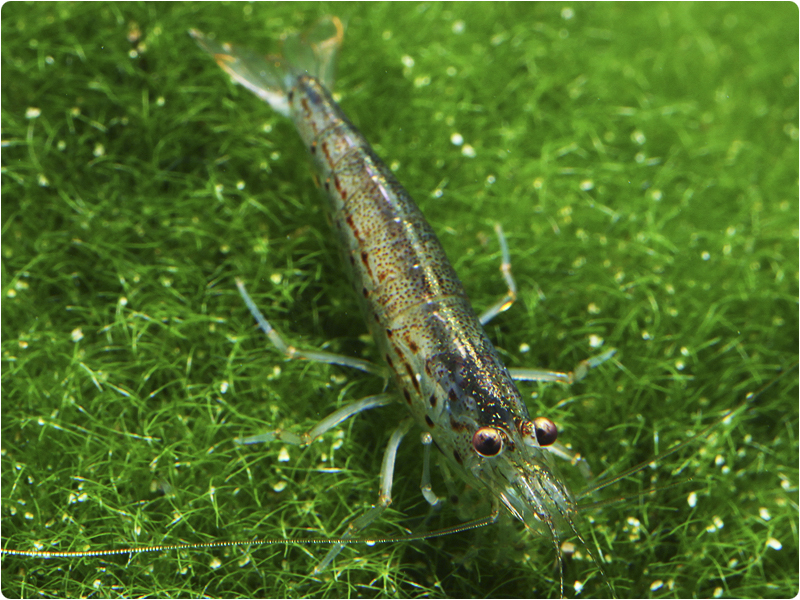 Zuchtbericht Amanogarnele (Caridina multidentata) | WIKI