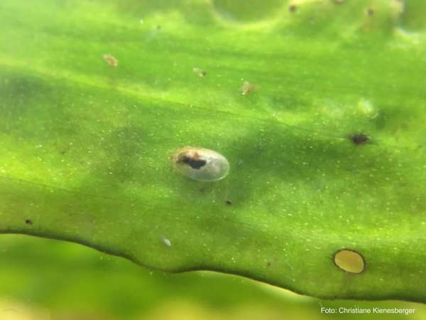 Zerbrechliche Mützenschnecken - Ferrissia fragilis