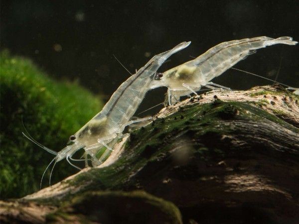 Amanogarnele "Snow" - Caridina multidentata 