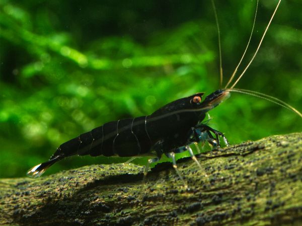 Taiwan Bee - Black King Kong Extreme Zwerggarnele (Caridina logemanni)