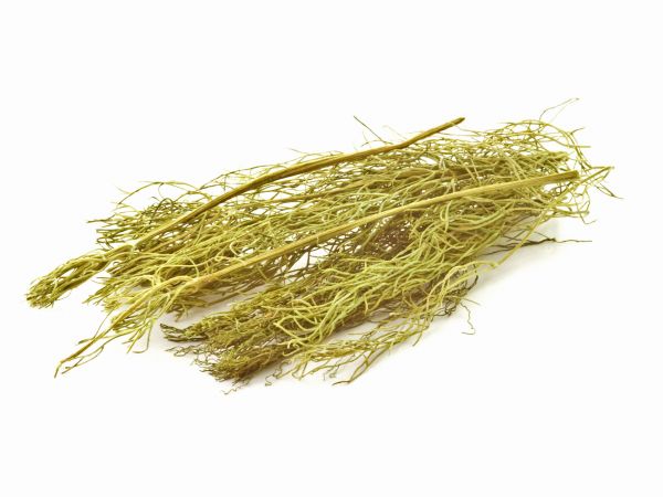 fenchel-garnelen-aquarium