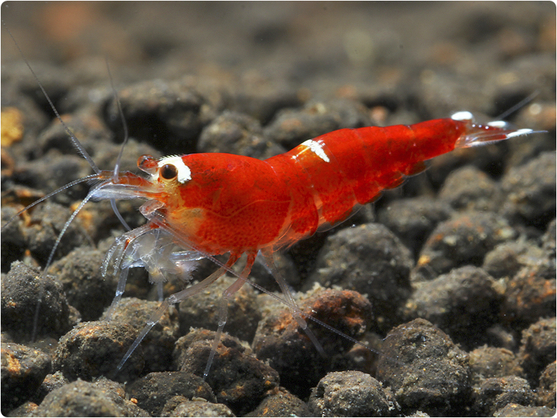 Caridina logemanni - Super Crystal Red SCR