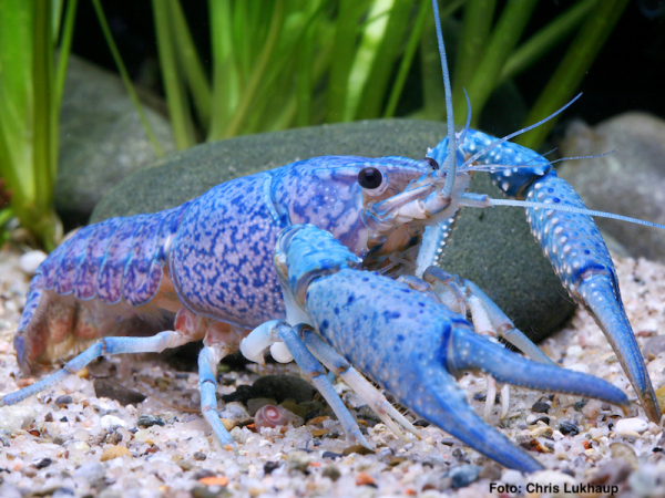 Blauer Floridakrebs - Procambarus alleni