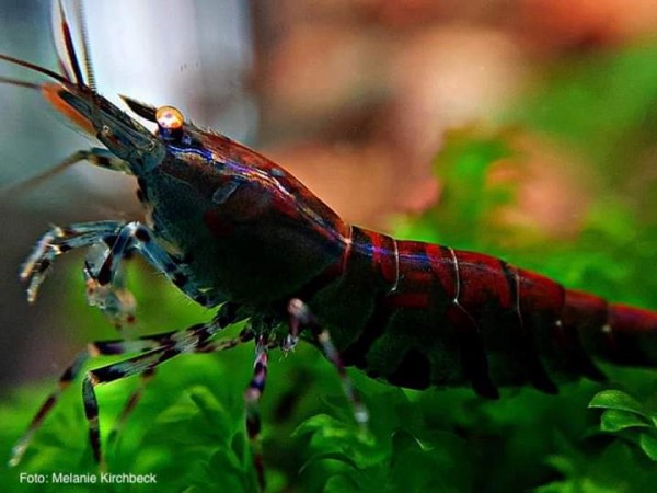 Rusty Tiger OE - Caridina mariae 