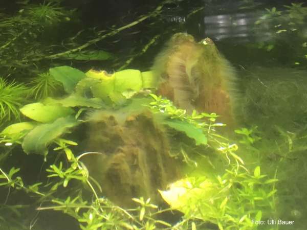 Pelzalgen erfolgreich entfernen - Oedogonium sp.
