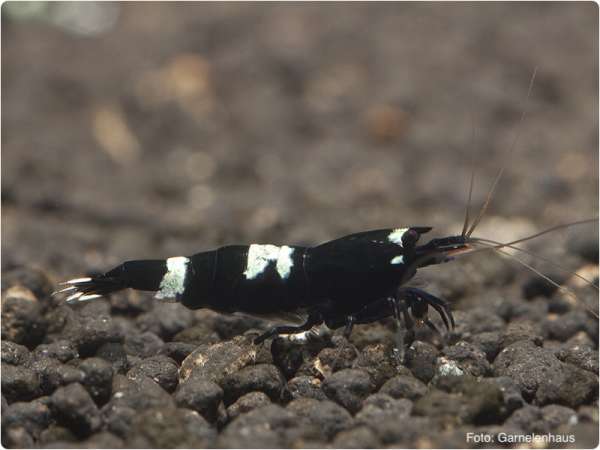 Schwarze Taiwangarnelen / Black Shadow Bees - Caridina sp.