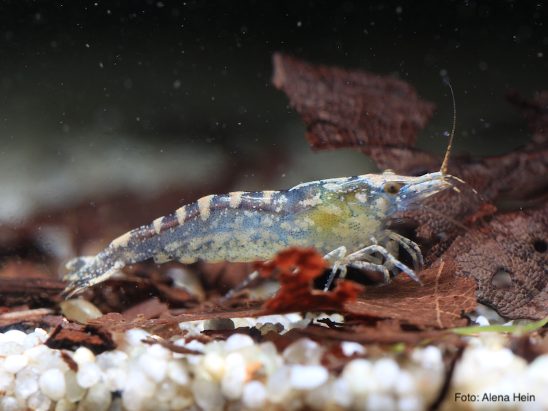 Neocaridina davidi - Cobbie