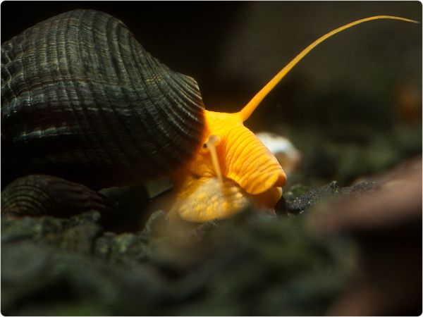 Tylomelania Rocksnail 'Orange'