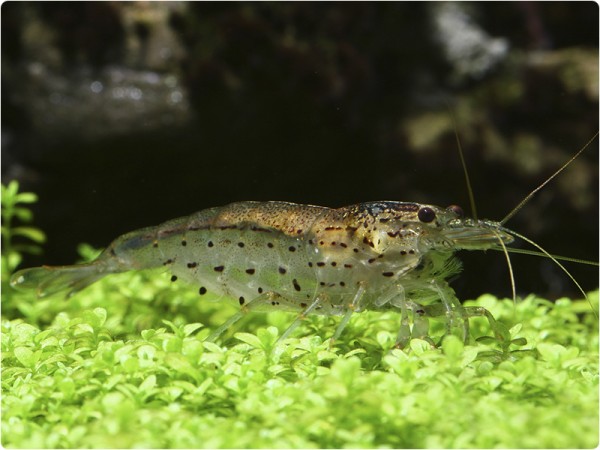 Vermehren sich Amanogarnelen in Süßwasser?