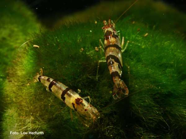 Raccoon Tiger - Caridina sp. 