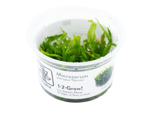 Microsorum pteropus 'Narrow' 1-2-Grow!