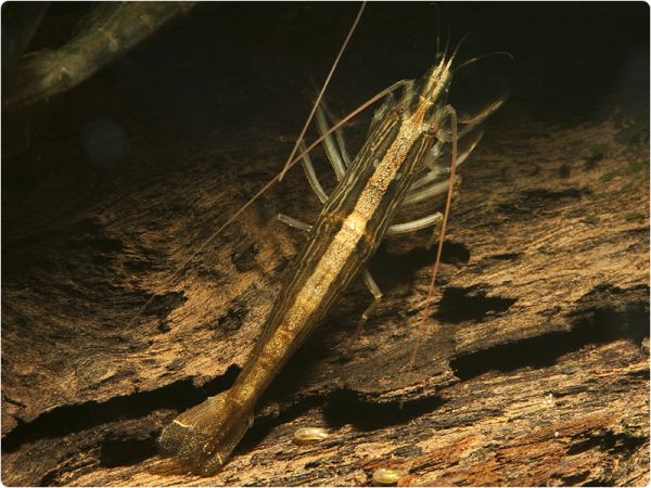 Bergwasser Fächergarnele