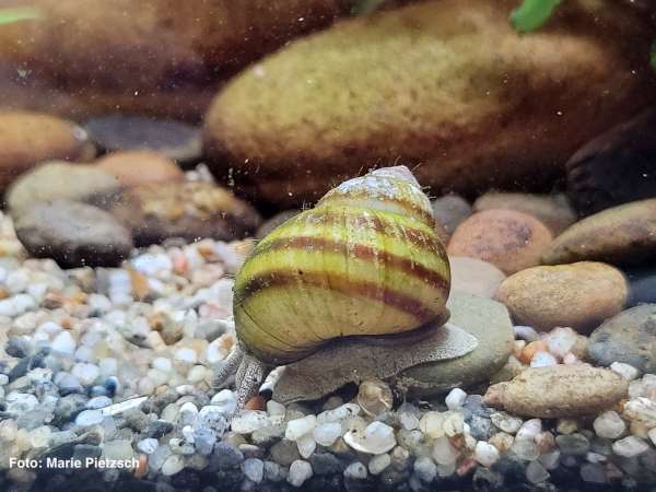 Stumpfe Sumpfdeckelschnecke, Flussdeckelschnecke - Viviparus viviparus
