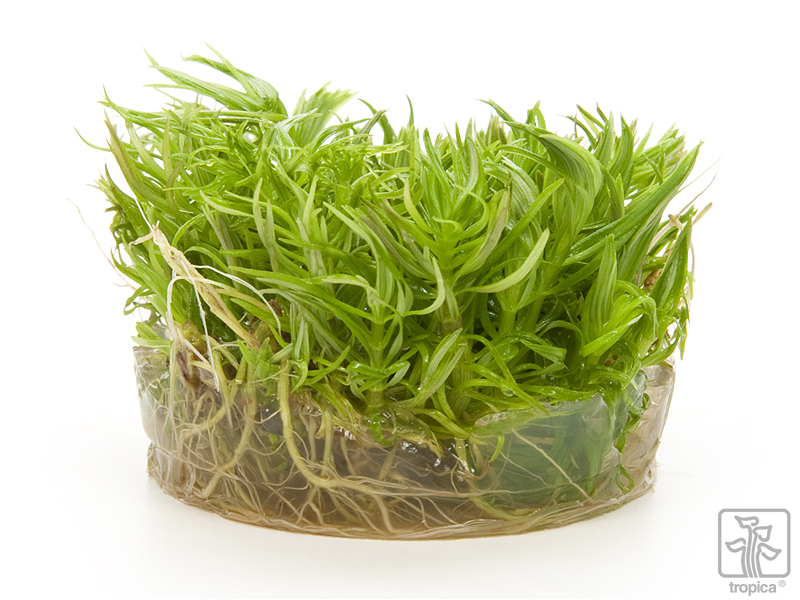 Tropica Pogostemon deccanensis / erectus 12Grow! GARNELENHAUS