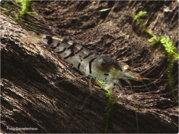 Tigergarnele OE - Caridina mariae 