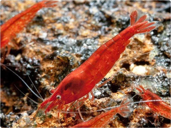 Neocaridina davidi var. Bloody Mary - Neocaridina davidi 