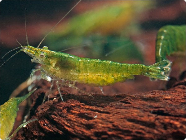 Neocaridina davidi var. Green Jade - Neocaridina davidi 