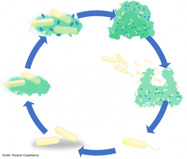 Der Lebenszyklus eines Biofilms 