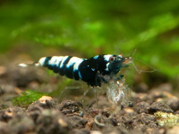 Taiwan Bee Pinto Black - Caridina logemanni - Zwerggarnele