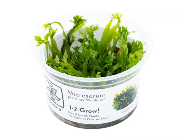 Microsorum pteropus 'Windeløv' 1-2-Grow!