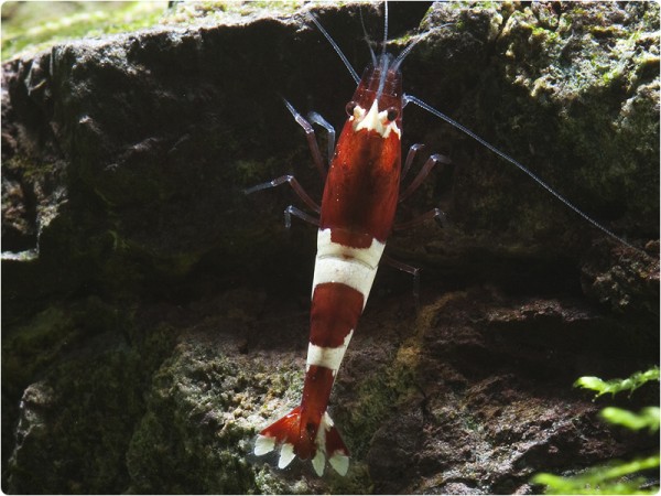 Bienengarnele oder Taiwangarnele? - Caridina logemanni und Caridina sp.