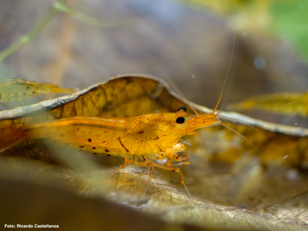 Geeignetes Laub für Garnelen, Krebse, Schnecken und Krabben im Aquarium