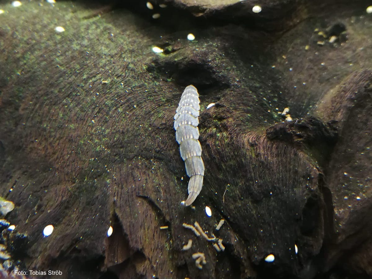 Waffenfliegenlarve im Aquarium Stratiomyidae WIKI
