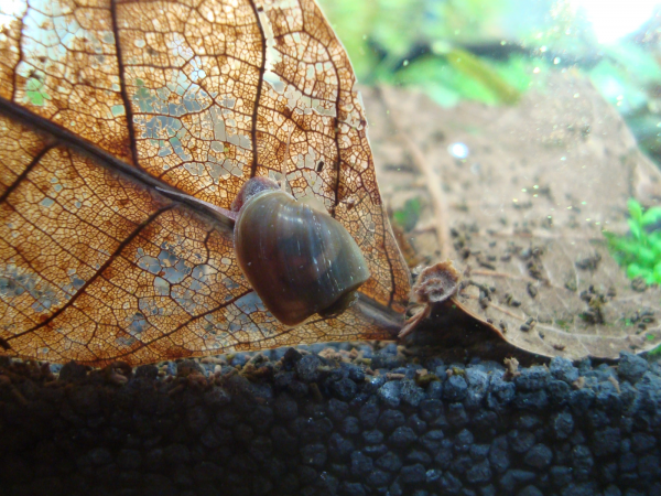 Stufen-Posthornschnecke - Planorbella scalaris