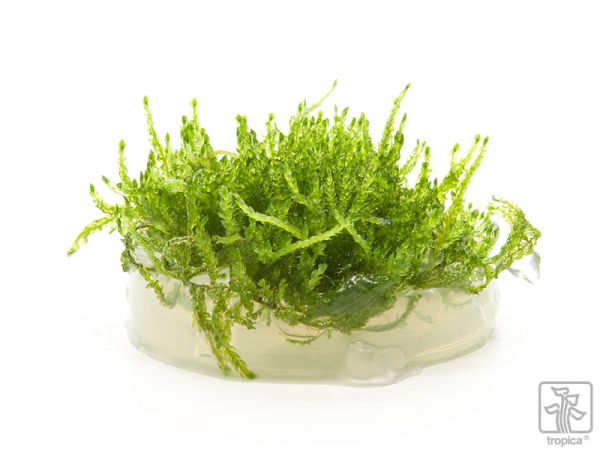 Tropica Vesicularia ferriei "Weeping" 1-2-Grow! inVitro - Weepingmoos