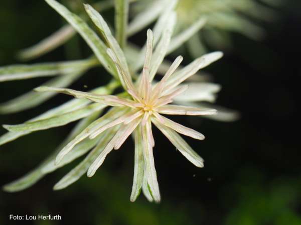 Weiße Ludwigie - Ludwigia sp. 