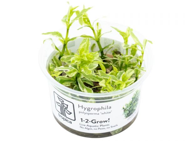 Hygrophila polysperma 'White' 1-2-Grow!