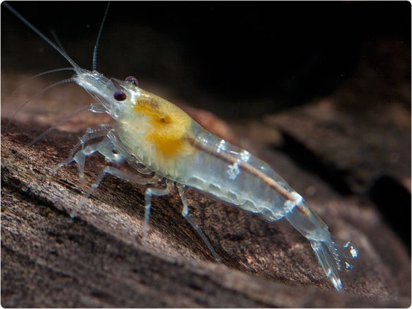 Weiße Bienengarnele (Ghost Bee)