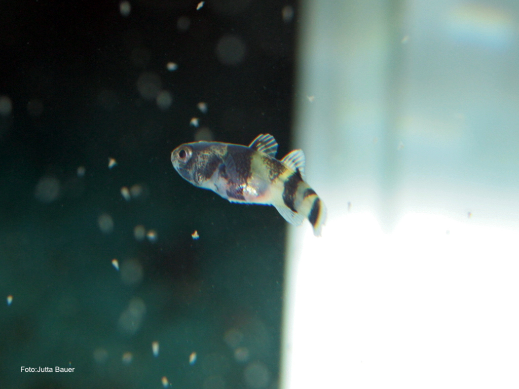 Brachygobius sabanus