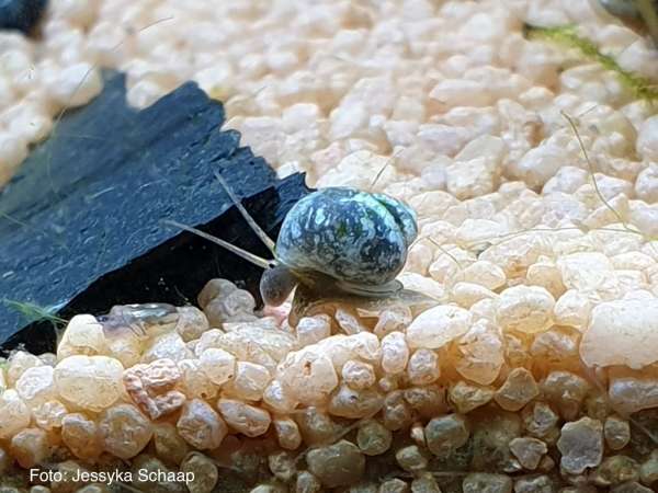 Bauchige Schnauzenschnecke - Bithynia leachii