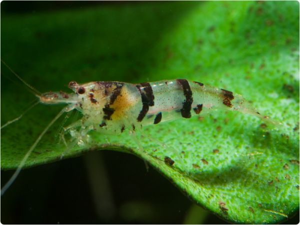 Raccoon Tigergarnele